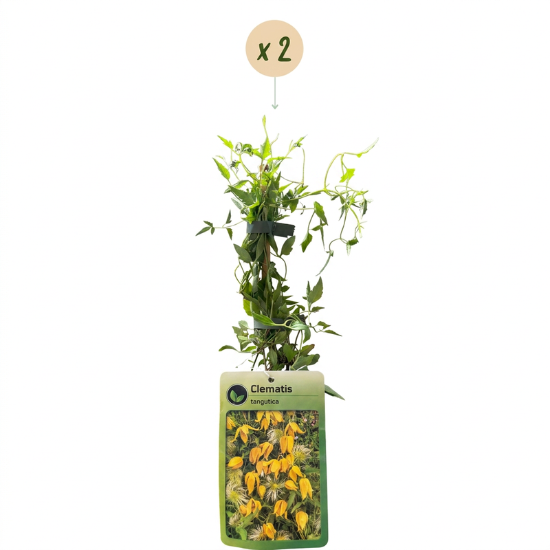 2x Clematis tangutica - Gold-Waldrebe - Gelb - Kletterpflanze - Ø9cm - ↕35cm