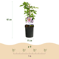 Green boutiQ - Klimplant - Clematis Piilu - Bloem Roze - Weinig onderhoud -2 planten -  Pot 11cm Hoogte 40cm