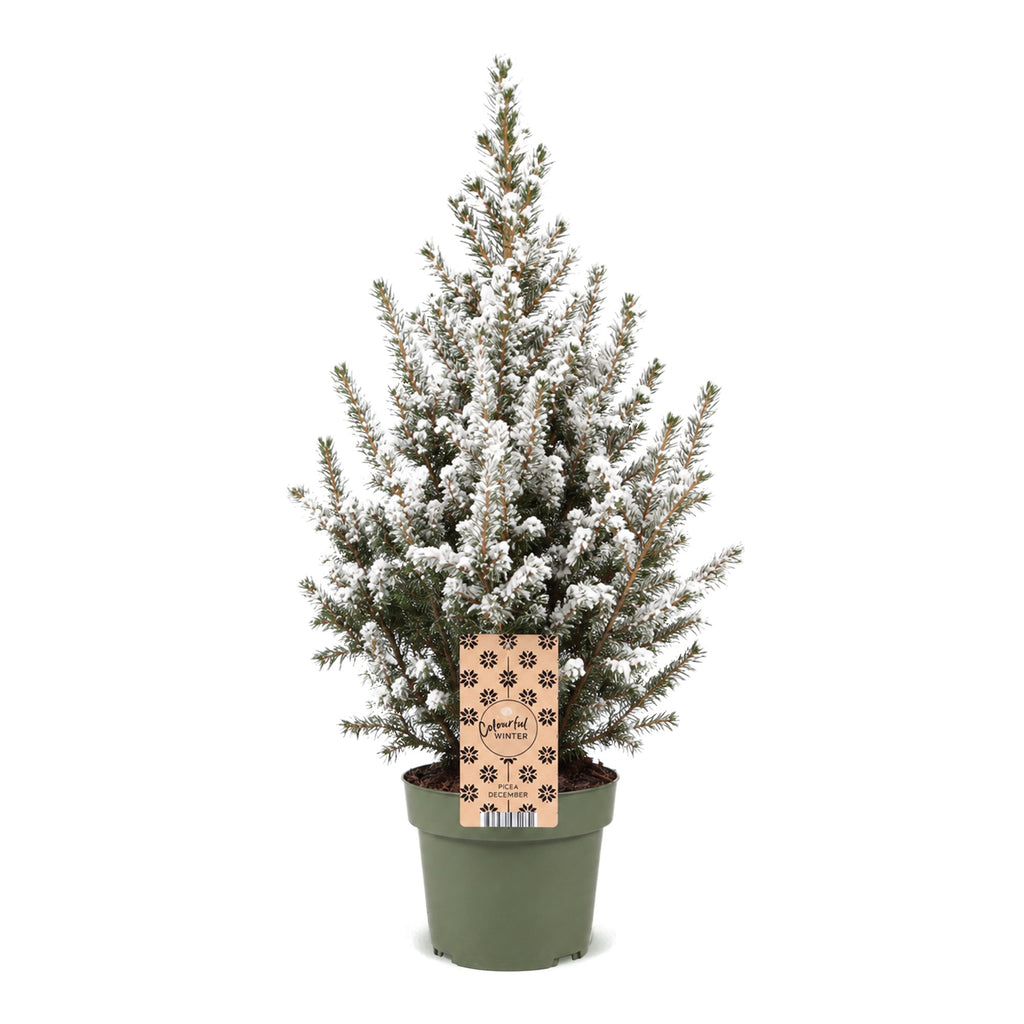 Picea glauca Conica - Dwarf Alberta Spruce - Green - White - Christmas tree - Ø17cm - ↕65cm