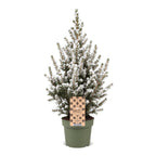 Picea glauca Conica - Dwarf Alberta Spruce - Green - White - Christmas tree - Ø17cm - ↕65cm