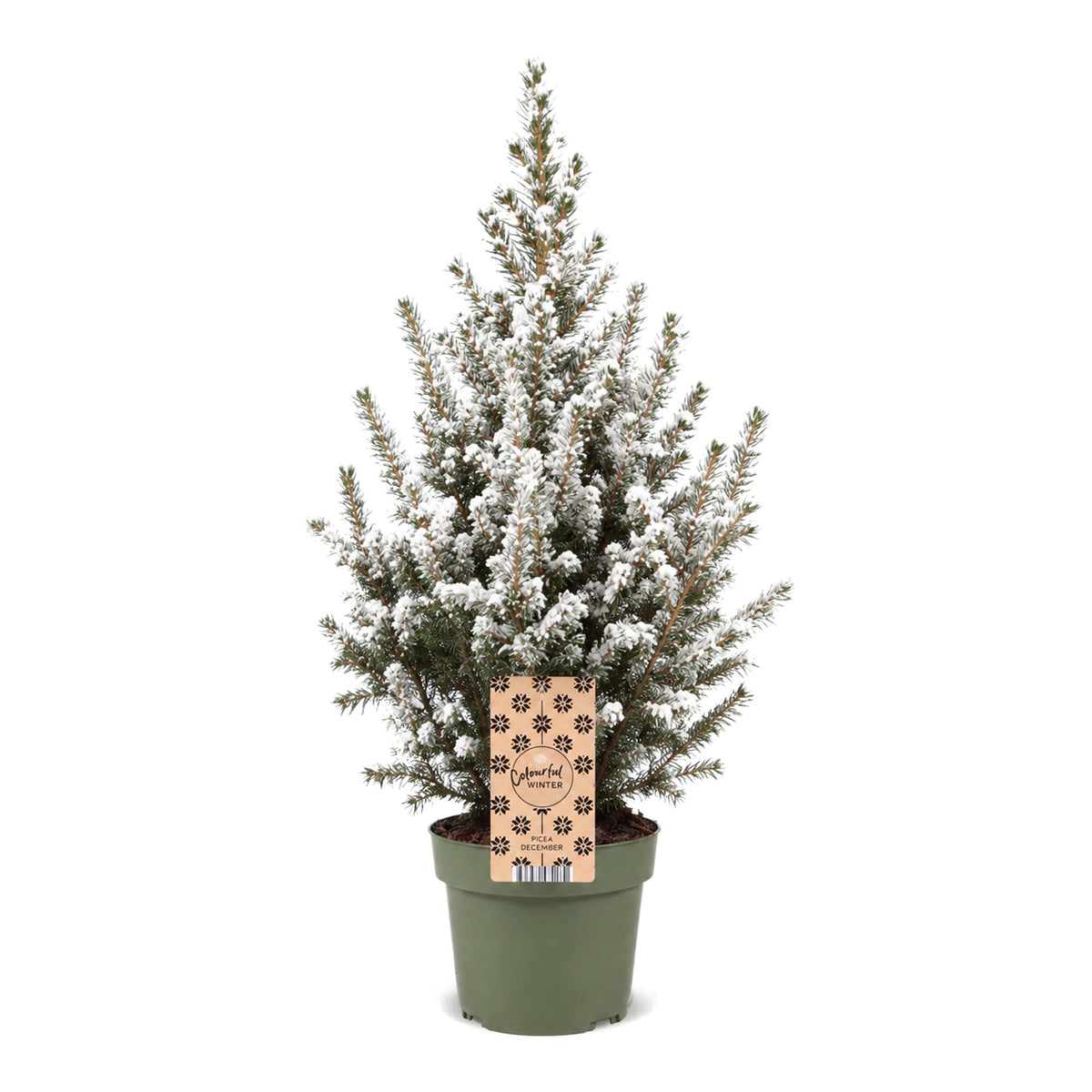 Picea glauca Conica - Dwarf Alberta Spruce - Green - White - Christmas tree - Ø17cm - ↕65cm