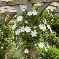 6x Clematis Jackmanii Huldine - Bosrank - Wit - Klimplant - Ø9cm - ↕35cm