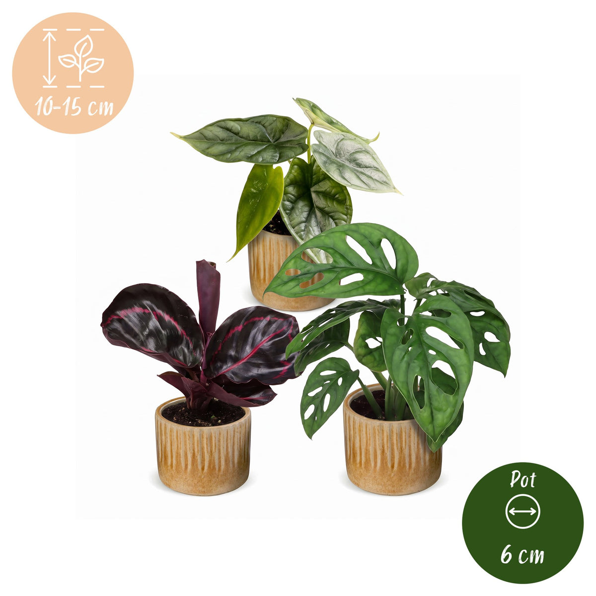 3x Baby Jungle Mix - Various colours - Tropical - incl. Linnea Honey - Ø6cm - ↕10-15cm