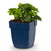 Vasteplant - Waldsteinia ternata - Goudaardbei - Bodembedekkend - Geel - 1 Plant - Pot 11cm - Hoogte 15-25cm