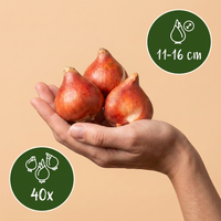 40x Tulipa Prince mix - Tulp Prince mix - Diversen - Voorjaarsbloeier - Bolmaat 11/16