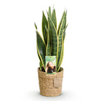 Green BoutiQ - Green is... Zimmerpflanzen - Sansevieria Laurentii - Bogenhanf - Pflegeleicht - mit Korb - Grün - 1 Pflanze - Topf 17cm - Höhe 60-70cm