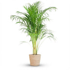 Green boutiQ - Plante d'intérieur - Palmier doré - Dypsis Lutescens Areca - Vert - Peu d'entretien - 1 Plante - avec Panier - Pot 21cm - Hauteur 90 - 100cm