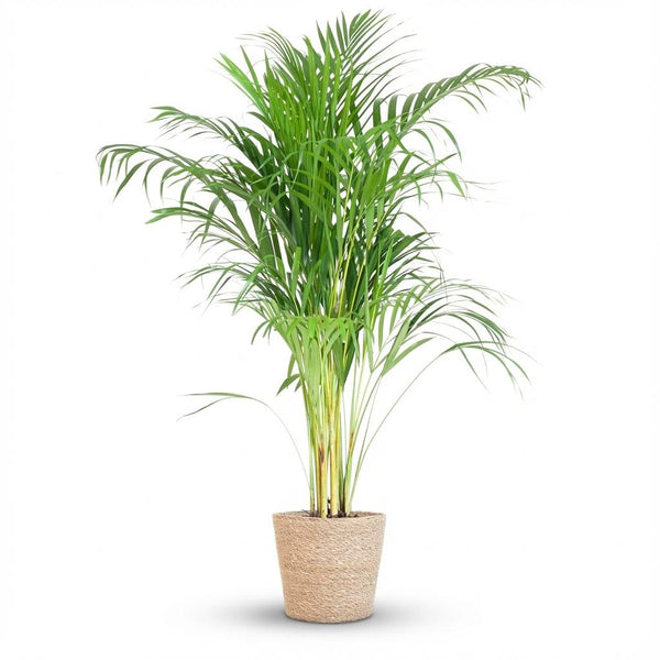 Green boutiQ - Kamerplant - Goudpalm - Dypsis Lutescens Areca - Groen - Weinig onderhoud - 1 Plant - met Mand - Pot 21cm - Hoogte 90 - 100cm