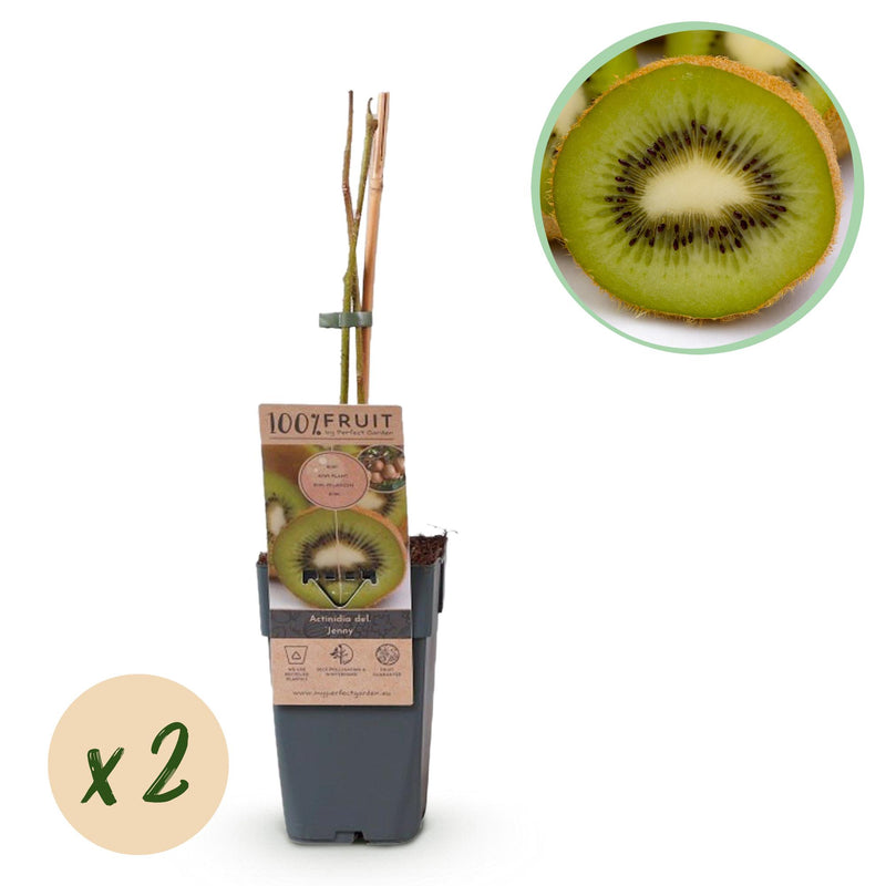 Green boutiQ - Fruitplant - Actinidia deliciosa Jenny - Kiwiplant - Zelfbestuivend - Groene Vrucht - 2 Planten - Pot 15cm - Hoogte 50cm