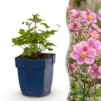 Green boutiQ - Vasteplant - Anemone hup. Splendens - Herfst Anemoon - Schaduw - Donker Roze - 12 Planten - Pot 11cm - Hoogte 15-25cm
