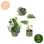3x Baby Variegata Mix - Various colours - Tropical - incl. Linnea Olive - Ø6cm - ↕10-15cm