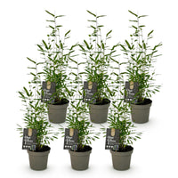 Green boutiQ - Bamboe - Fargesia Black Dragon - Bladhoudend - Niet Woekerend - Groen - 6 Planten - Pot 14cm - Hoogte 35cm