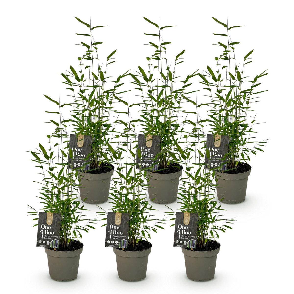 Green boutiQ - Bambou - Fargesia Black Dragon - Persistant - Non-envahissant - Vert - 6 Plantes - Pot 14cm - Hauteur 35cm