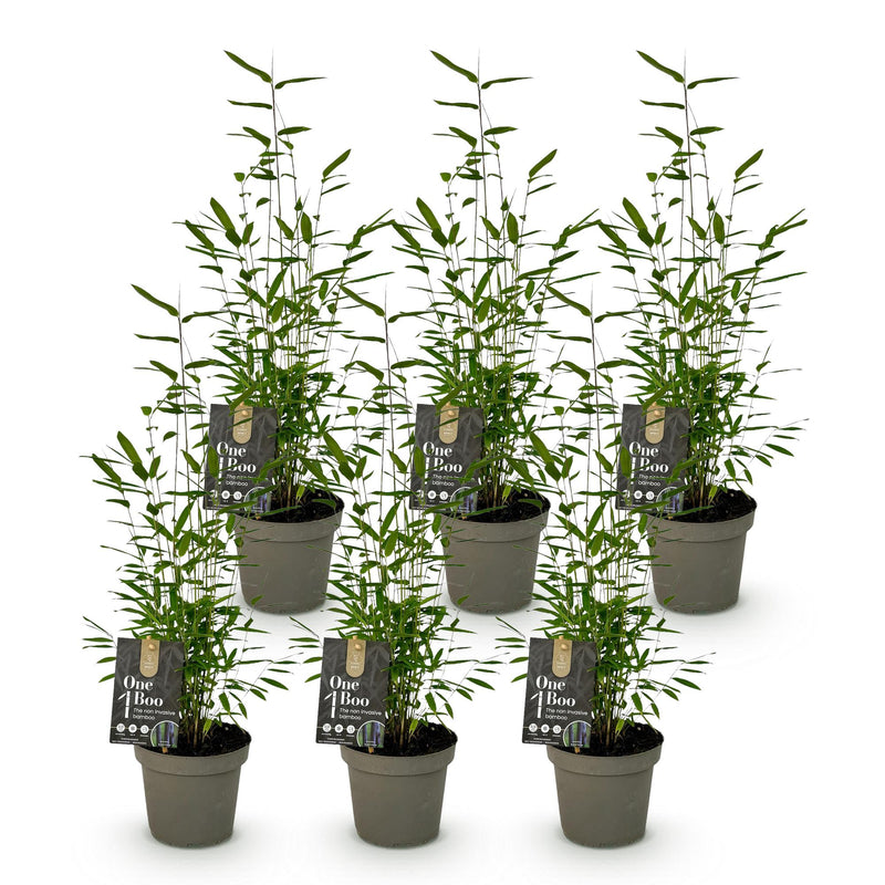 Green boutiQ - Bamboe - Fargesia Black Dragon - Bladhoudend - Niet Woekerend - Groen - 6 Planten - Pot 14cm - Hoogte 35cm