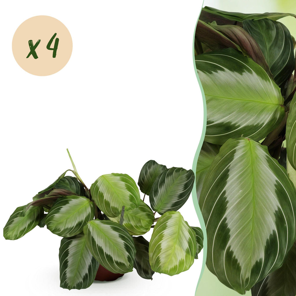 Green boutiQ - Plante d'intérieur - Maranta Fascinator Silverband - Plante prière - Adapté aux animaux de compagnie - Vert - 4 Plantes - Pot 12cm - Hauteur 30-35cm