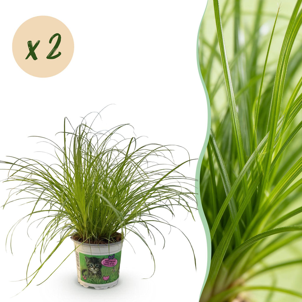 Green boutiQ - Plante d'intérieur - Cyperus alternifolius Zumula - Herbe à chat - Adaptée aux animaux de compagnie - Vert - 2 plantes - Pot 12 cm - Hauteur 28-30 cm