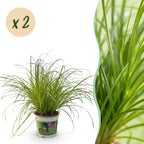 Green boutiQ - Plante d'intérieur - Cyperus alternifolius Zumula - Herbe à chat - Adaptée aux animaux de compagnie - Vert - 2 plantes - Pot 12 cm - Hauteur 28-30 cm