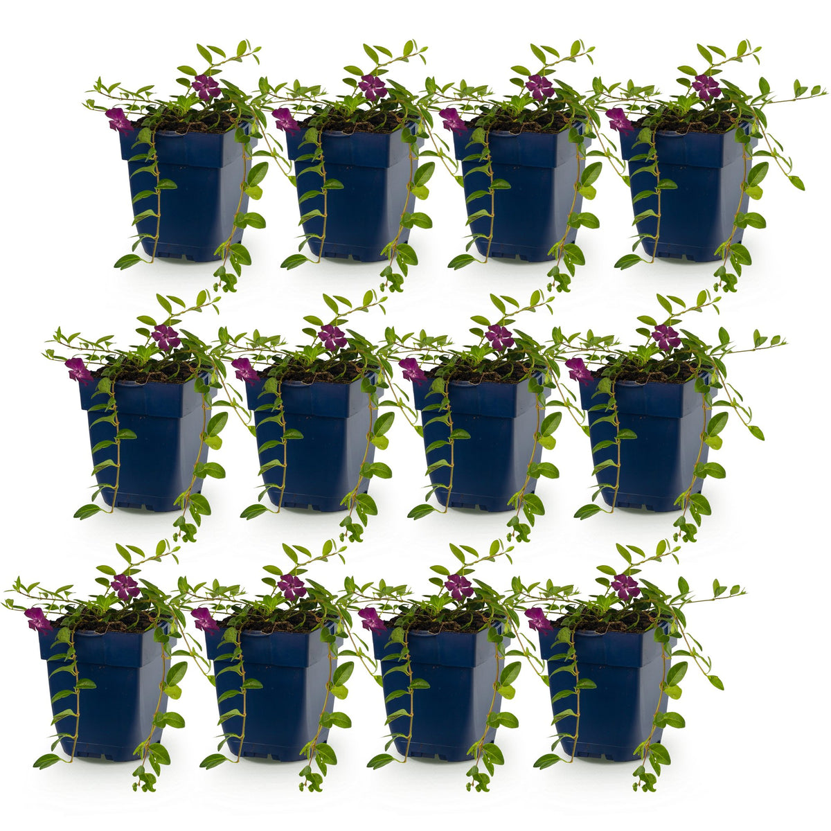 Vasteplant - Vinca minor Atropurpurea - Maagdenpalm - Bodembedekkend - Paars - 12 Planten - Pot 11cm - Hoogte 15-25cm