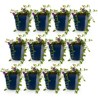 Vasteplant - Vinca minor Atropurpurea - Maagdenpalm - Bodembedekkend - Paars - 12 Planten - Pot 11cm - Hoogte 15-25cm