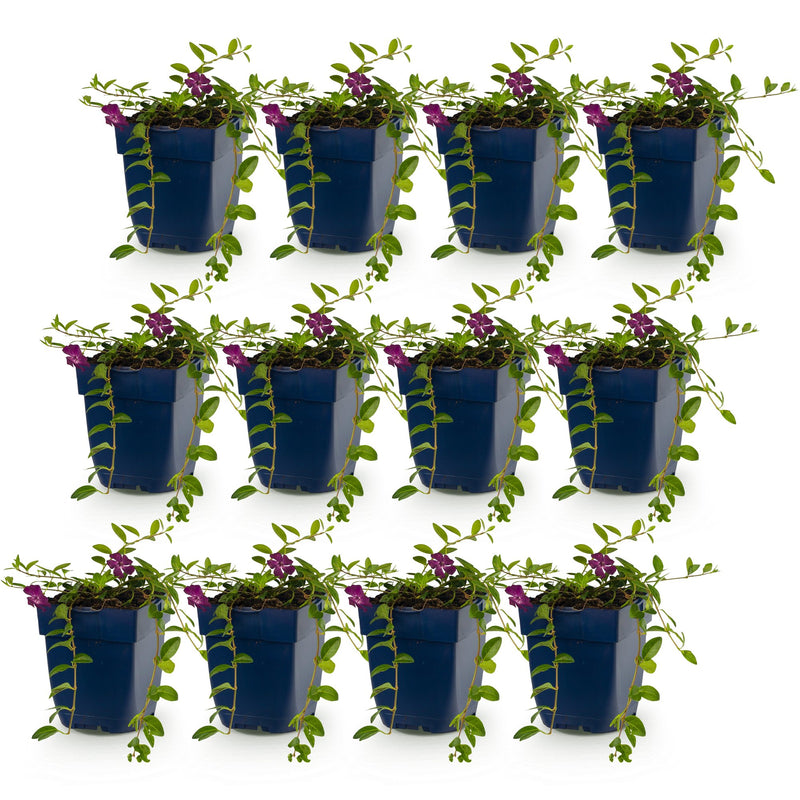 Vasteplant - Vinca minor Atropurpurea - Maagdenpalm - Bodembedekkend - Paars - 12 Planten - Pot 11cm - Hoogte 15-25cm