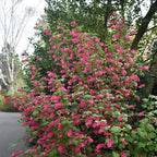 Green boutiQ - Arbustes - Ribes sanguineum King Edward - Fleurs rouges - 1 plant - Caduc - Entretien facile - Pot 17 cm Hauteur 45 cm