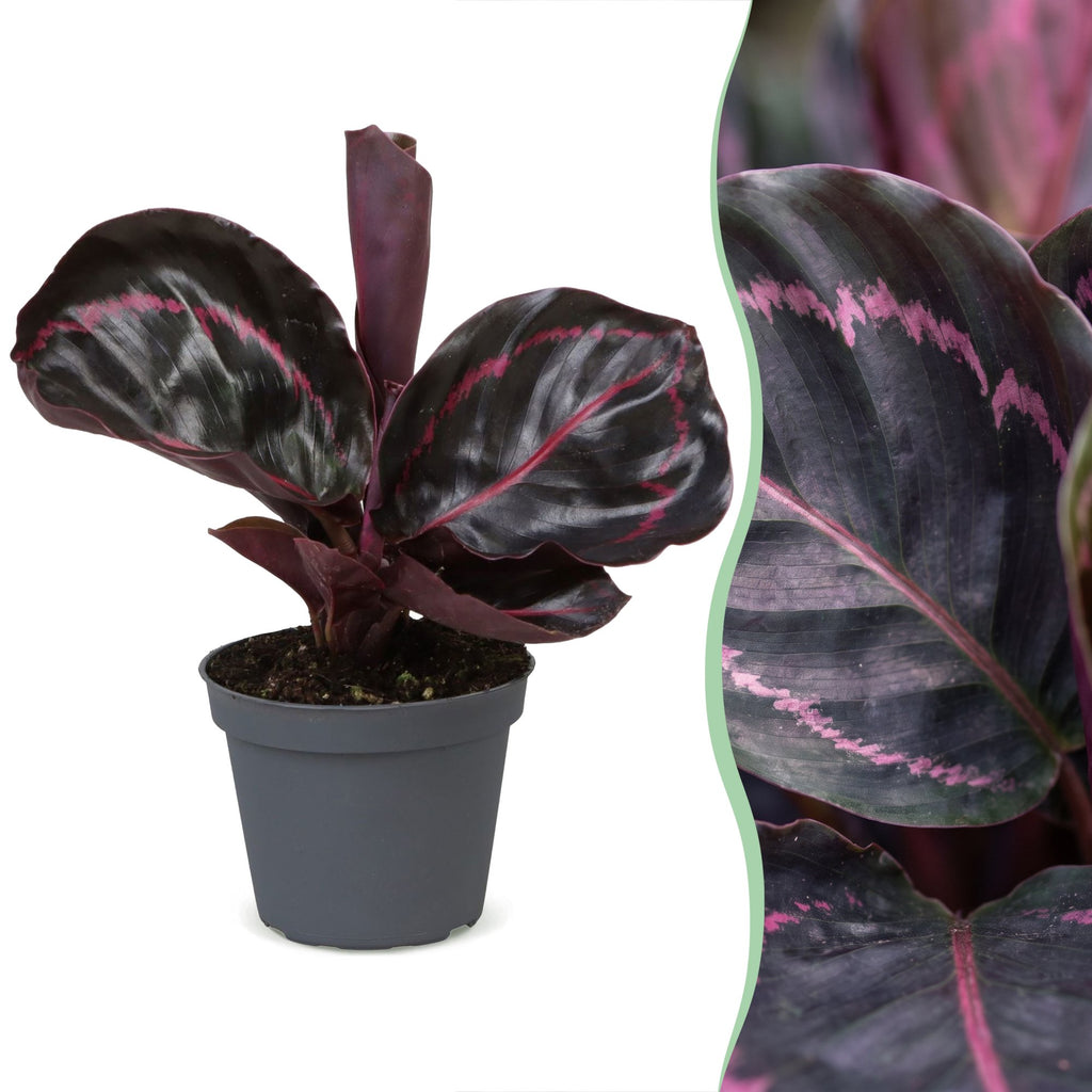 Calathea Dottie® - Rose painted calathea - Purple - Pink - Tropical - Ø6cm - ↕15cm