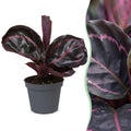 Calathea Dottie® - Rose painted calathea - Purple - Pink - Tropical - Ø6cm - ↕15cm