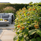 Green boutiQ - Plants fruitiers - Framboisier - Rubus idaeus Fallgold - Rustique - 6 plantes - Pot 9 cm - Framboise jaune