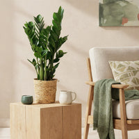 Green BoutiQ - Green is... Kamerplanten - Zamioculcas - ZZ-plant - Weinig onderhoud - met mand - Groen - 2 Planten - Pot 17cm - Hoogte 65-75cm