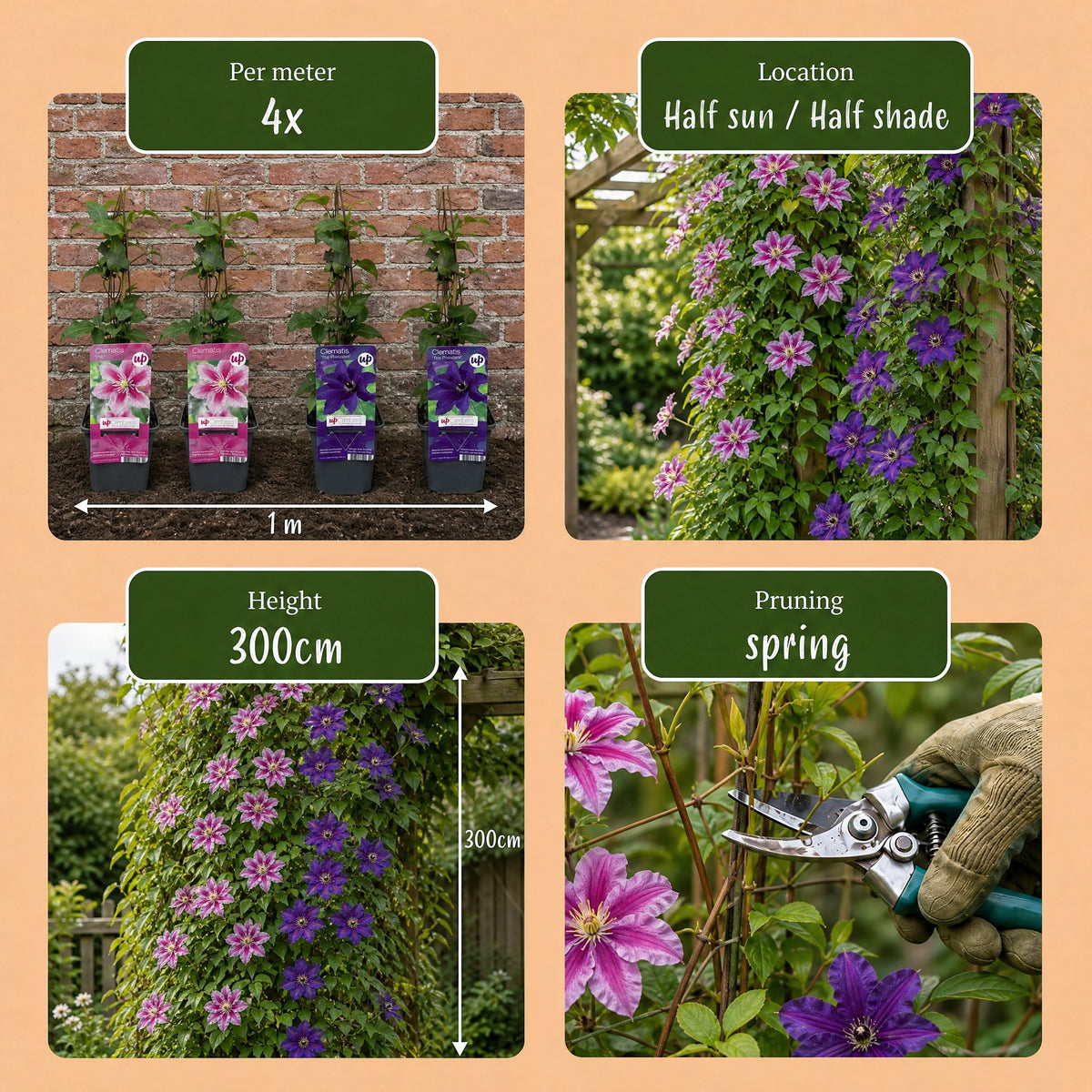 4x Clematis Duo Purple & Pink - Bosrank - Paars - Roze - Wit - Klimplant - Ø9cm - ↕35cm