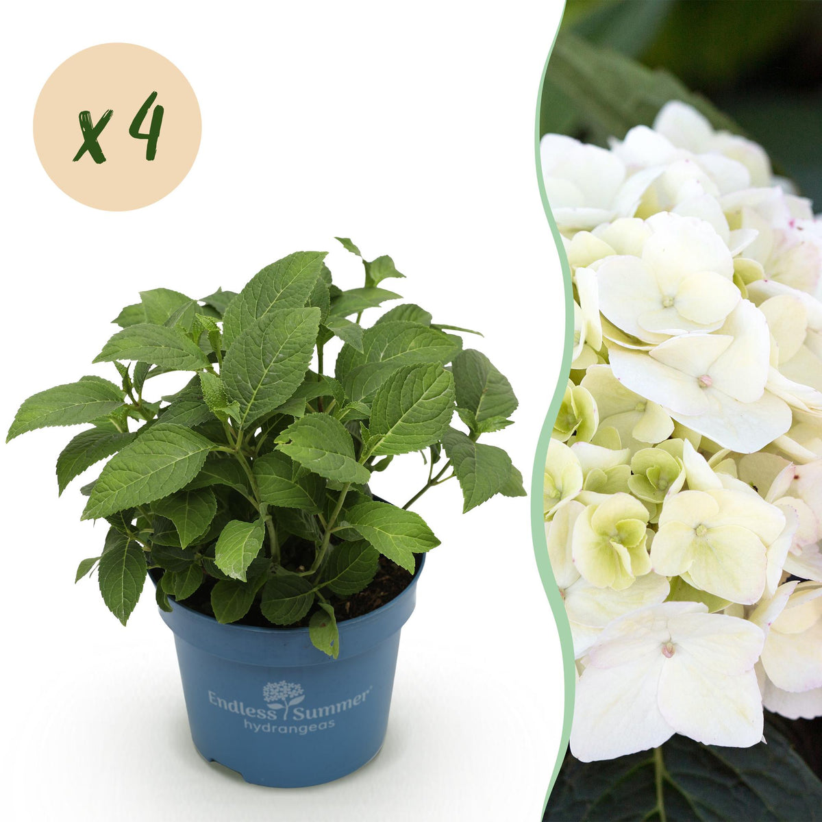 Green boutiQ - Plante de jardin - Hydrangea Endless Summer The Bride - Hortensia - Rustique - Blanc - 4 plantes - Pot 14 cm - Hauteur 20-25 cm
