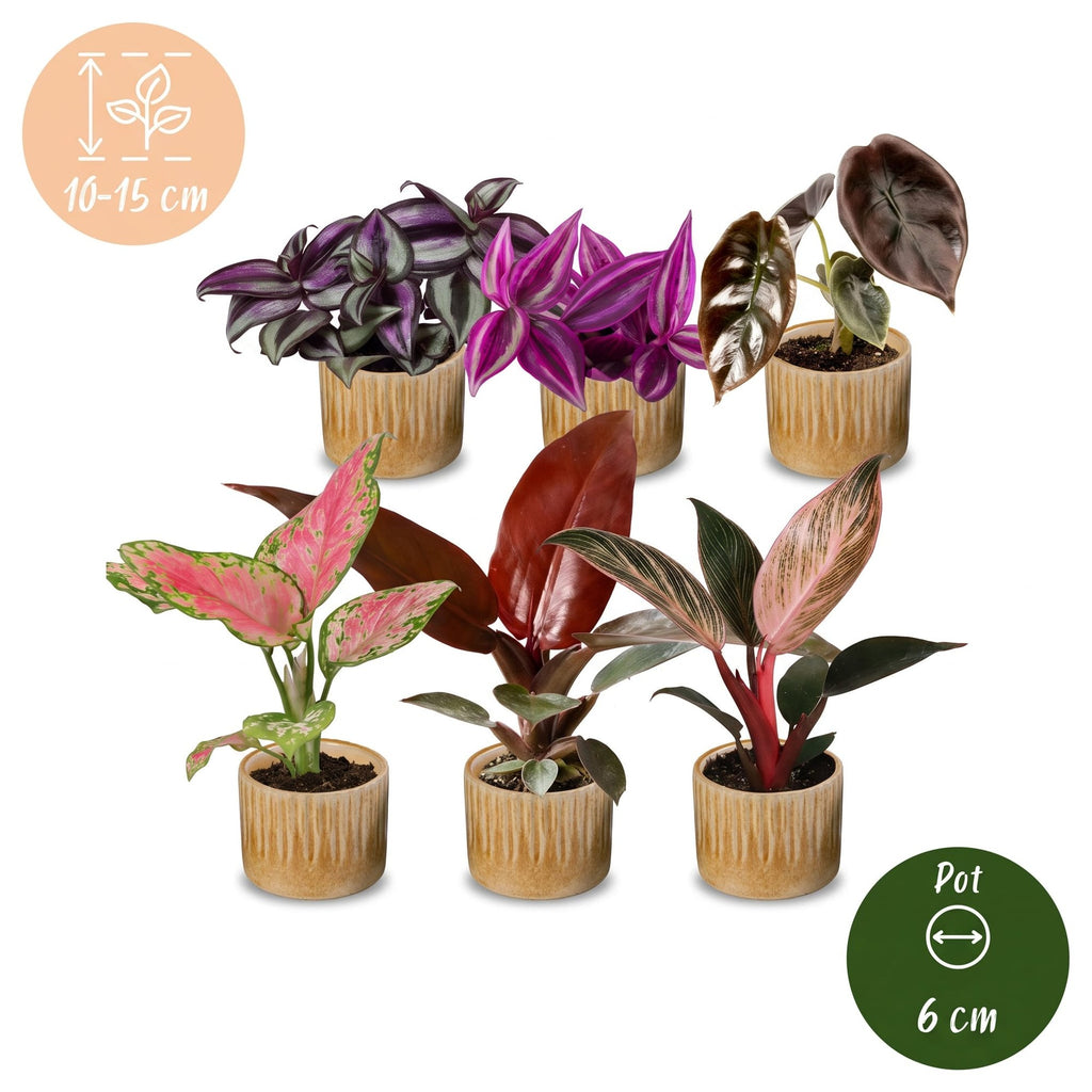 6x Baby Paradise Mix - Various colours - Tropical - incl. Linnea Honey - Ø6cm - ↕10-15cm