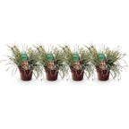 Green boutiQ - Graminées ornementales - Carex oshimensis Everest - Blanc et vert - 4 plantes - Persistant - Peu d'entretien - Pot 17 cm Hauteur 50 cm