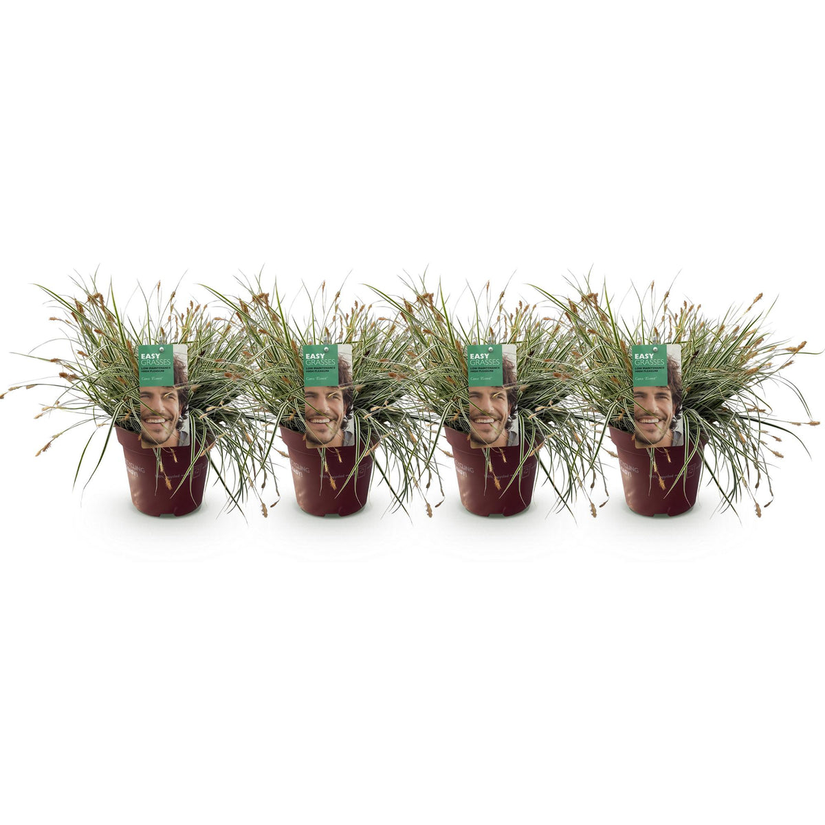 Green boutiQ - Graminées ornementales - Carex oshimensis Everest - Blanc et vert - 4 plantes - Persistant - Peu d'entretien - Pot 17 cm Hauteur 50 cm
