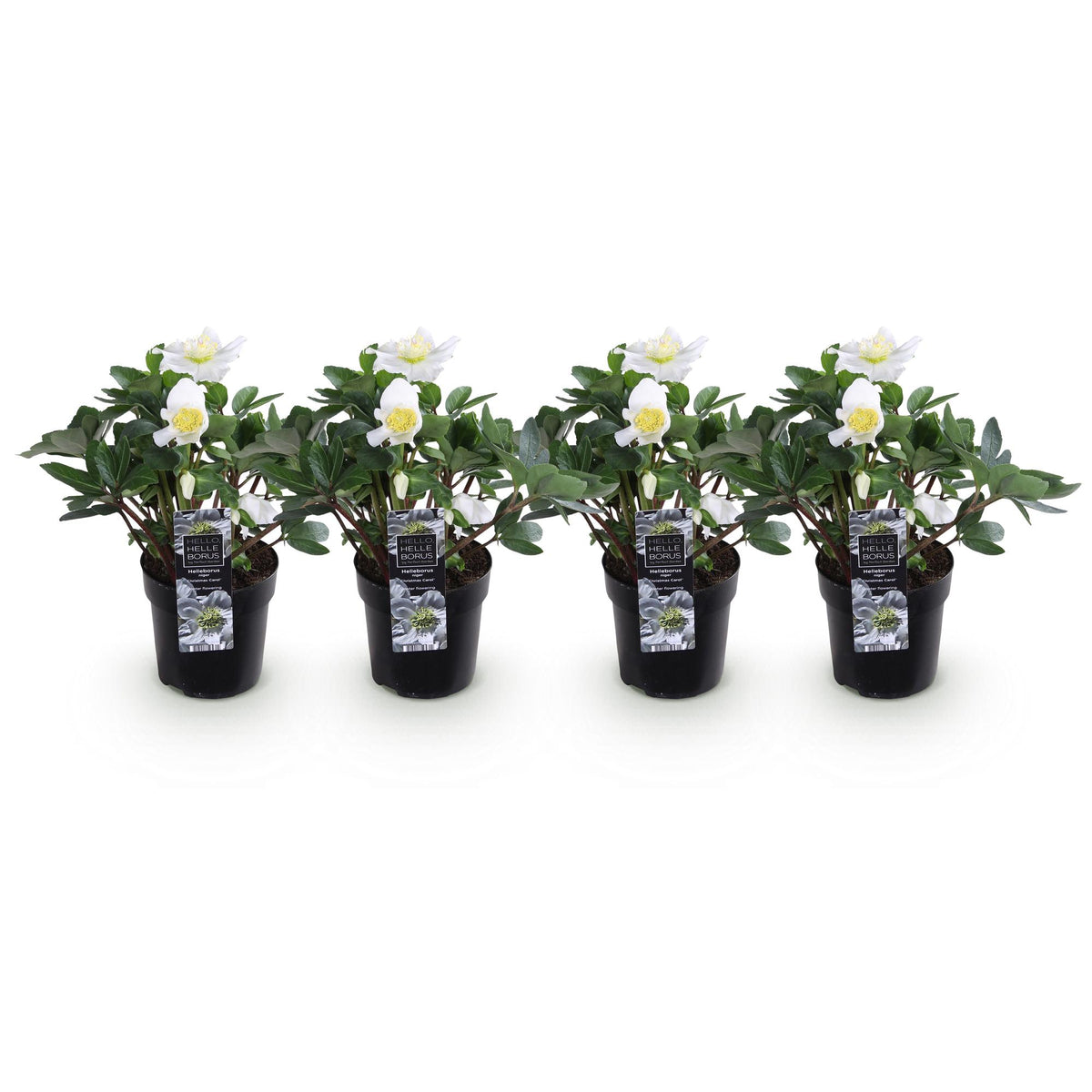 Green boutiQ - Plante de jardin - Rose de Noël - Hellébore Christmas Carol - Fleur Blanche - 4 Plantes - Persistante - Pot 10,5cm Hauteur 25cm