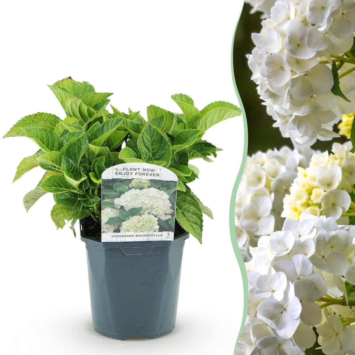 Green boutiQ - Hortensia - Hydrangea macrophylla Blue - Bloem Wit - 1 Plant - Bladverliezend - Weinig Onderhoud - Pot 17cm Hoogte 30cm