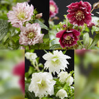 Green boutiQ - Plante de jardin - Rose de Carême - Helleborus orientalis Double Tricolour - Fleur Rose - Rouge - Blanche - 3 Plantes - Persistant - Pot 14cm Hauteur 35cm