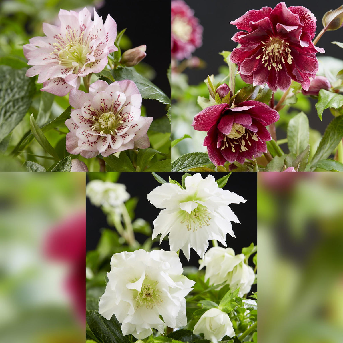 Green boutiQ - Plante de jardin - Rose de Carême - Helleborus orientalis Double Tricolour - Fleur Rose - Rouge - Blanche - 3 Plantes - Persistant - Pot 14cm Hauteur 35cm