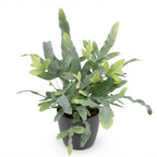 Green boutiQ - Zimmerpflanze - Phlebodium aureum Blue Star - Blausilberner Tüpfelfarn - Haustierfreundliche Pflanze - Blau - 1 Pflanze - mit Topf Grau - Topf 12cm - Höhe 25cm
