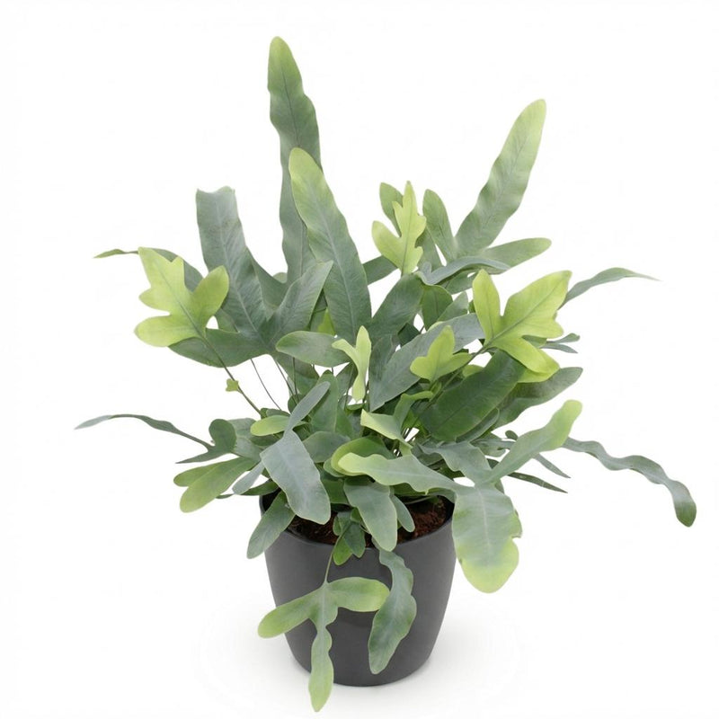 Green boutiQ - Kamerplant - Phlebodium aureum Blue Star - Blauwe Varen - Huisdiervriendelijke Plant - Blauw - 1 Plant - met Potter Grijs - Pot 12cm - Hoogte 25cm