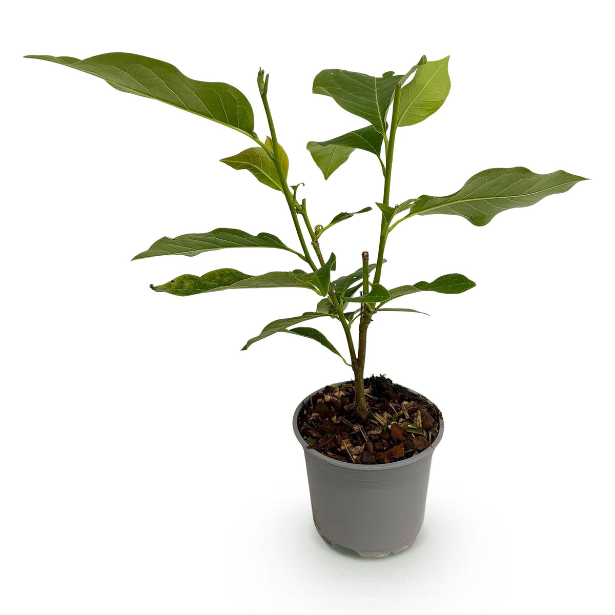 Green boutiQ - Plante de jardin - Magnolia Susan - Fleur violette - 1 plante - Caduc - Peu d'entretien - Pot 12 cm Hauteur 30 cm