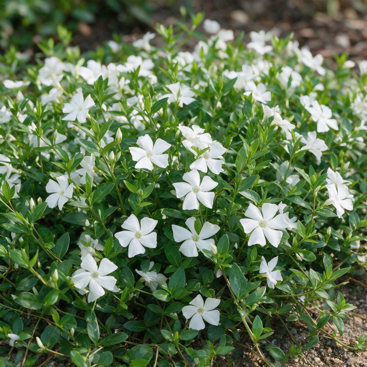 Vasteplant - Vinca minor Alba - Maagdenpalm - Bodembedekkend - Wit - 6 Planten - Pot 11cm - Hoogte 15-25cm