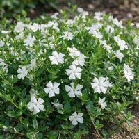 Vasteplant - Vinca minor Alba - Maagdenpalm - Bodembedekkend - Wit - 6 Planten - Pot 11cm - Hoogte 15-25cm