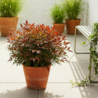 Green boutiQ - Plante de jardin - Nandina Gulfstream - Orange - 1 Plante - Persistante - Peu d'entretien - Pot 17cm Hauteur 45cm