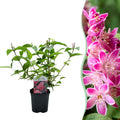 Green boutiQ - Arbustes - Deutzia hybrida Strawberry Fields - Fleur rose - 1 plante - Caduc - Entretien facile - Pot 17cm Hauteur 45cm