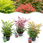 Green boutiQ - Gartenpflanze - Nandina Tricolour - Gelb & Rot & Orange - 3 Pflanzen - Immergrün - Pflegeleicht - Topf 17cm Höhe 45cm