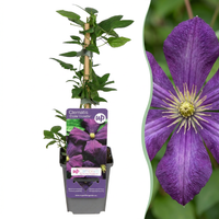 Clematis Etoile Viol - Bosrank - Paars - Klimplant - Ø9cm - ↕35cm