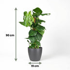Green boutiQ - Plante d'intérieur - Monstera Deliciosa sur tuteur en mousse - Vert - Entretien facile - 1 plante - avec pot gris - Pot 19 cm - Hauteur 90 cm