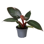 Philodendron Pink Princess - Pink Princess Philodendron - Green - Pink - Tropical - Ø6cm - ↕12cm