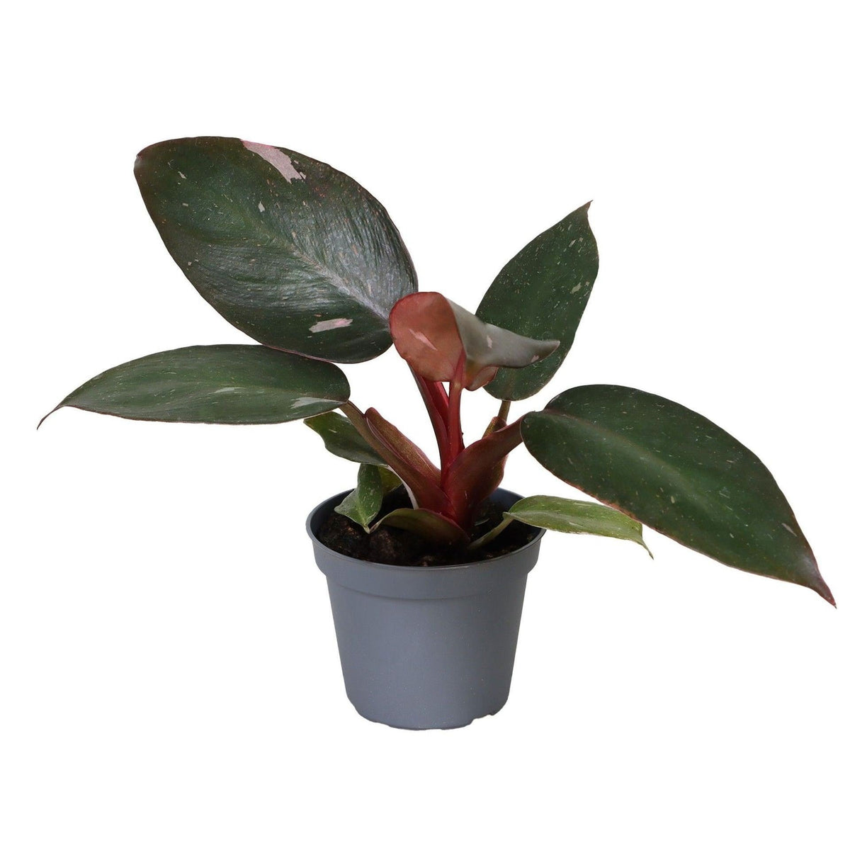 Philodendron Pink Princess - Pink Princess Philodendron - Green - Pink - Tropical - Ø6cm - ↕12cm